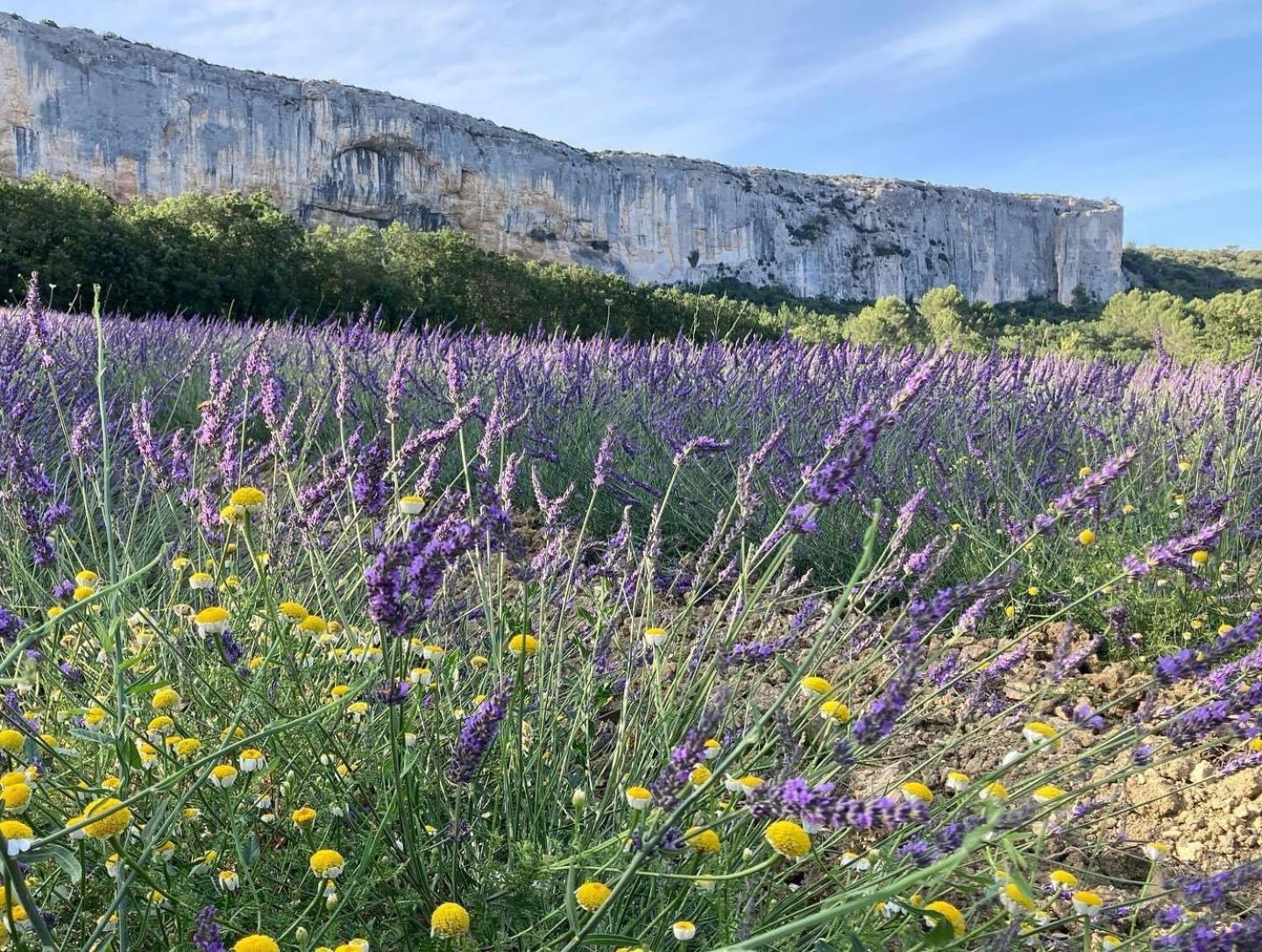 Gite La Madeleine Du Luberon. Lioux Exterior foto